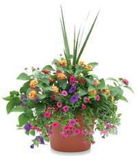Grand Prize - A Beautiful Blooming Patio Garden & $100 Zeidler's Plant Center Gift Card