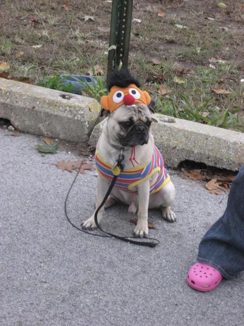 Ernie_101026221257.JPG