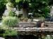 Calm summer evening near the pond