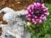 Harp Angel with Purple Flower