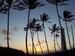 Hawaiian Paradise