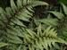 JapaneseGhostFern