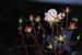 ROSES BLOOM IN DECEMBER