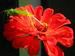 Radiant Summer Zinnia