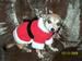 Santa's Little Helper Maria