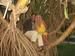 Setting In A Tree In Jamaica