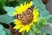 Sunflower and Butterfly