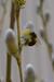 The buzz about town is Spring is here !