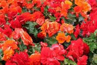21 Hours of Alaskan Daylight Grows Beautiful Flowers!