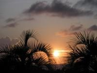 2 Palms Sunset