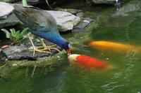 Bird kissing Fish