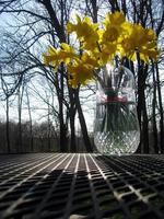 Danity Daffodils