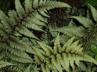 JapaneseGhostFern