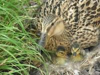 Just Hatched