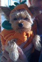 Our Little Pumpkin