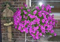Pretty Purple Petunia