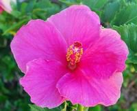 Pretty in Pink