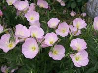 Primrose Frenzy