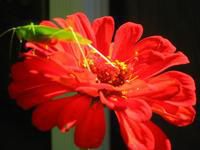 Radiant Summer Zinnia