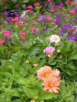 Rebecca's Garden
