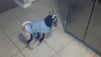 SPIDER-PUGGLE