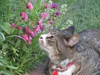 Shorty's Curiosity in Bloom