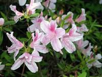 South Carolina Azaleas