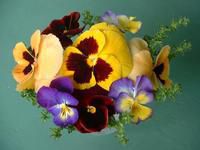 Spring Pansies