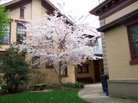 Spring Time at the Reitz Home