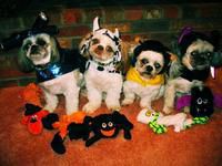 Trick or Treat
