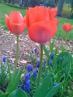Tulips