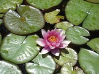 Waterlily