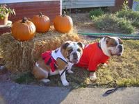 Winston & Zoe Halloween picture