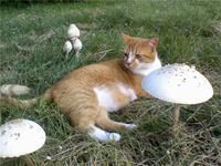 'Romeo and the giant S'hrooms!'