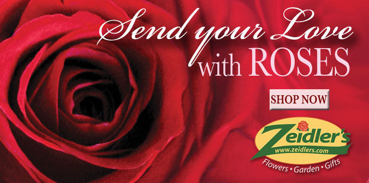 Valentine Roses - 