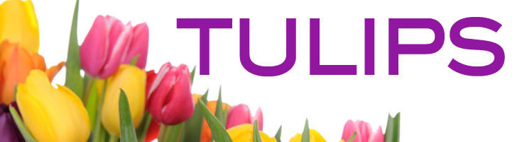 Tulips