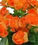 Blooming Plants