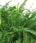 Green Plants