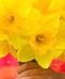 Daffodil Days