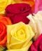 Rose Sale