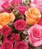 Valentine's Day Roses