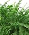 Green Plants