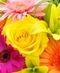 Summer Flowers