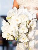 White Orchids