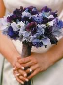 Blue Sweet Peas