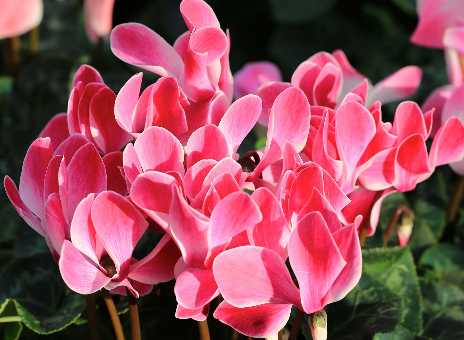 Pink cyclamen flowers with delicate petals blooming among green leaves