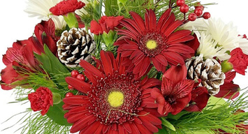 Christmas Flowers