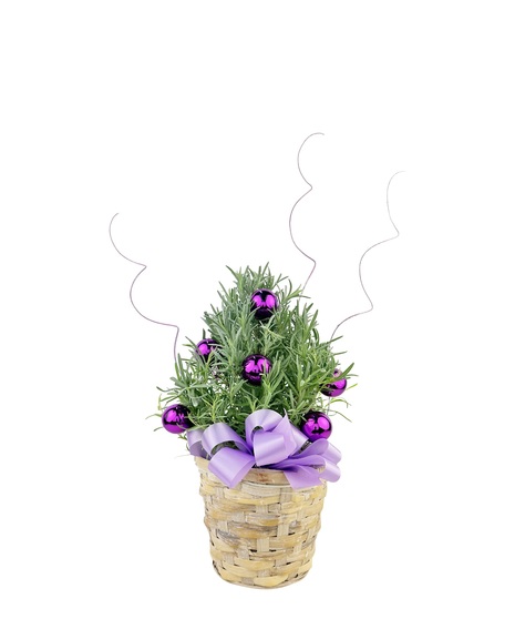 Lavender in basket