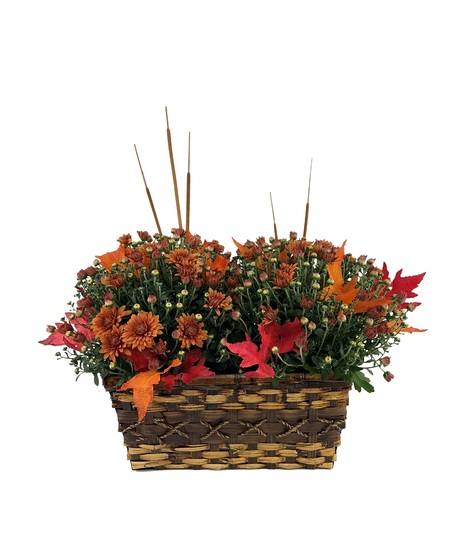 Harvest Mum