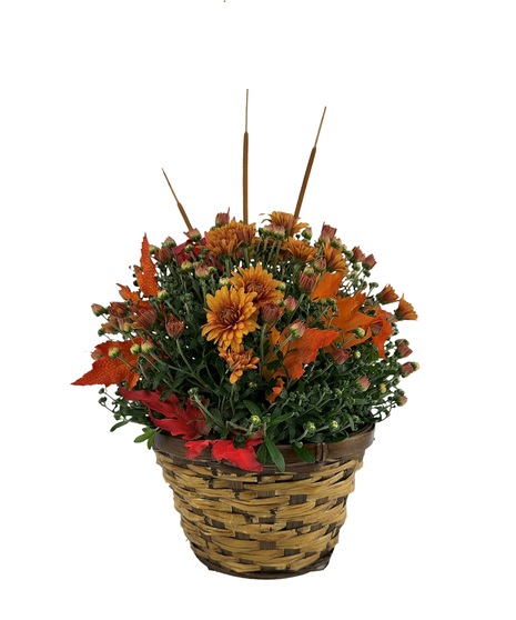 Harvest Mum